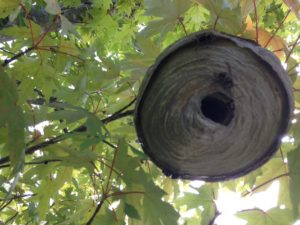 Hornet nest Removal call