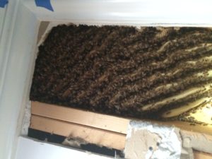 honeybee hive removal