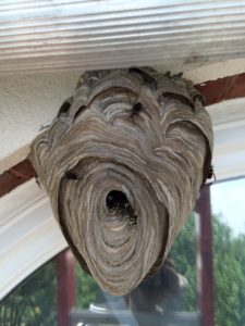 hornet nest removed