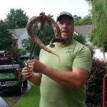 copperhead snake removed